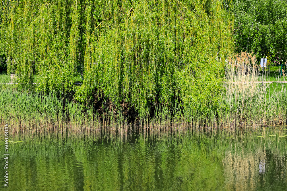 Wall mural A willow tree grows on the shore of the lake