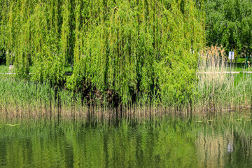 Fototapeta premium A willow tree grows on the shore of the lake