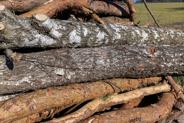 a pile of sawn wood after deforestation, harvesting of wood