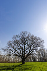 lonely growing oak without foliage in sunny weather