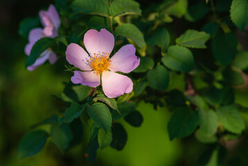 rosehip green  leaves  Beautiful flower Green plant  top view. Nature spring concept Dog rose fruits (Rosa canina). Wild sunset warm sun light copy space  Natural Abstract Sunny background.