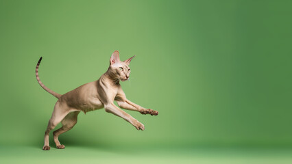 Fototapeta premium Peterbald cat jumping on green background with copyspace (Generative AI)