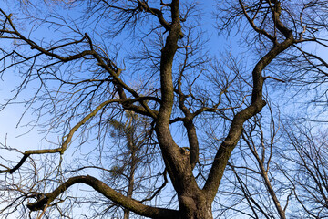 Bare trees in early spring in sunny clear weather