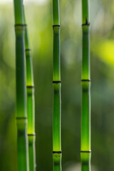 Stems of green bamboo macro photography on a sunny day. Close-up photo of bamboo on a summer day.