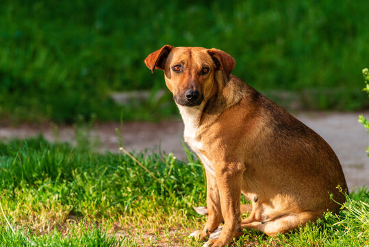 Austrian Pinscher (&Ouml;sterreichischer Pinscher) Outdoor closeup.