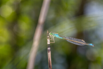 Blue-tailed damselfly sitting on a branch close-up photo. Blue dragonfly macro photography on a dark green background.