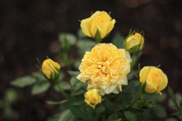 Obraz na płótnie Canvas Staudensonnenblumen: Langlebige Blütenfreude für den Garten