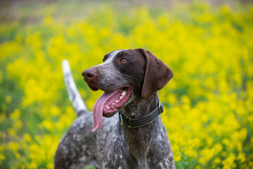 Yellow Portrait Perfection: Capturing the Beauty of a German Shorthaired Pointer