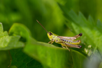 Green grasshoper sitting on a green leaf macro photography in summertime. Common field grasshopper sitting on a plant in summer day close-up photo. Macro insect on a green background.