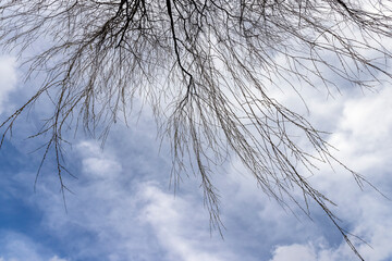 Fototapeta na wymiar bare willow trees in the spring season in the park