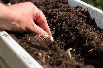 Man planting garlic cloves in a wooden planter in a garden. Grow your own concept.