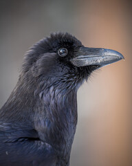 A rave curiously looks on at the yosemite valley