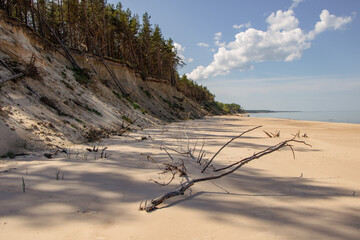 Fototapeta na wymiar Steep coast of Baltic sea with fallen trees in Ulmale in Latvia in May