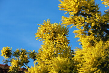 yellow flowers in the garden