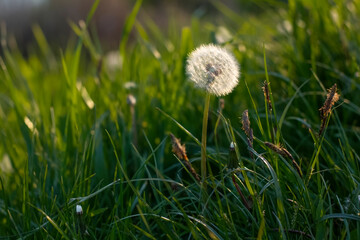 dandelion flower at sunset light on a background of grass. Nature, beautiful wild flower