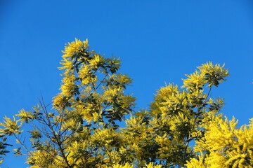 yellow flowers in the garden