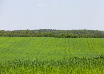 Obraz na płótnie Canvas Agricultural field with a large number of green cereals