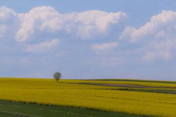 Countryside landscape with one tree and rapeseed under the blue sky with clouds.