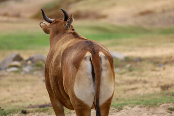 Back view of a female banteng cow showing the white patch on it's rump.