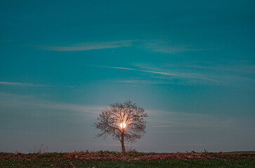 The Moon behind the tree