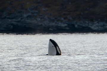 Fototapeta premium Orca looking out of the water