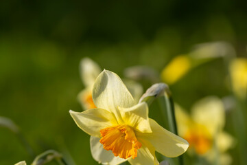 beautiful yellow daffodils close-up in the garden