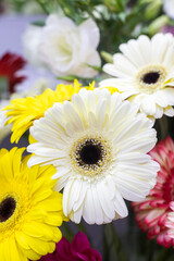 Fototapeta na wymiar White gerbera close-up. Fresh multicolored flowers in a flower shop. Fresh bouquet. Master classes and floristry courses. Flower delivery.