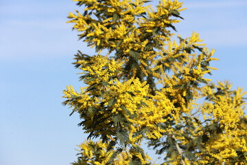 yellow flowers in the garden