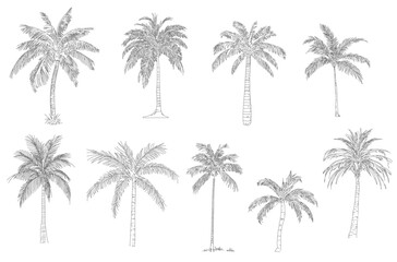Fototapeta na wymiar Coconut tree, plam plant. Minimal style cad tree line drawing, Side view, set of graphics trees elements outline symbol for architecture and landscape design. Vector illustration in stroke. Tropical