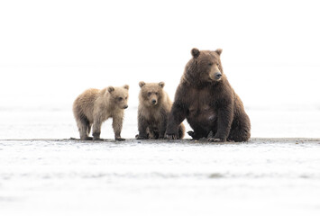 Bear family