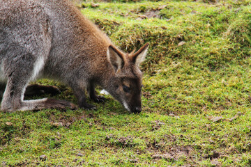 Naklejka na ściany i meble An Adult Kangaroo Eating Grass in a Muddy Field Meadow.
