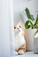 Ginger cat lying in the morning on windowsill at home enjoying sun relaxing. Indoor plants on the windowsill and red kitten.