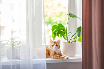 Red cat sits on the window and house plants on the windowsill. Domestic kitten resting on the windowsill at home in sunny day. - obrazy, fototapety, plakaty
