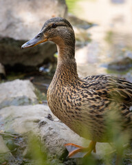 Mallard duck female
