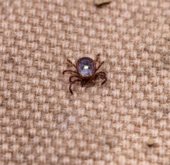 Lone star tick (Amblyomma americanum) biting clothing