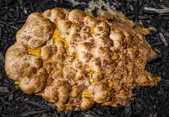 Slime mold (Fuligo septica)