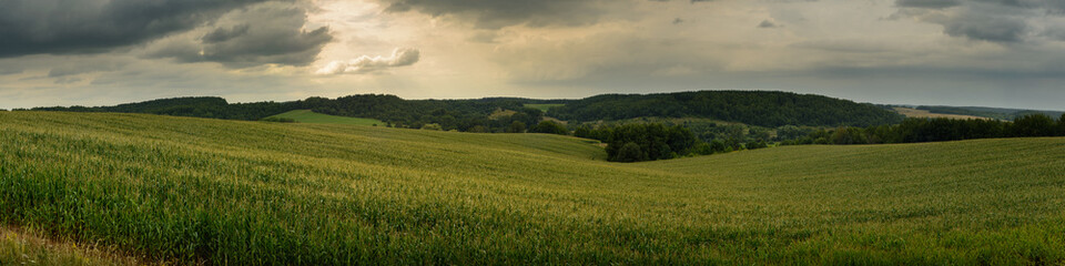 summer agricultural landscape. hilly cornfield under cloudy sky. panoramic widescreen side view