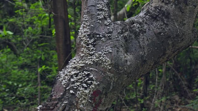 A closeup of parasitic fungi or fungus mushrooms on a tree trunk