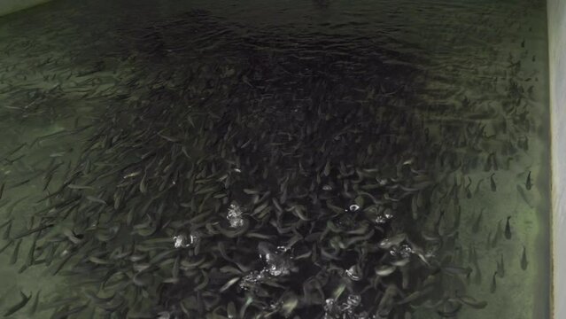 A flock of snakehead murrel fish swims in schools.murrel fish farming in tank