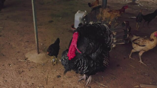 A pompous turkey with black feathers and a red neck plays amidst chickens