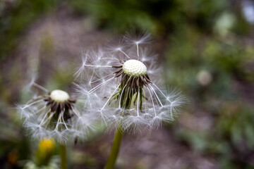 Dandelion seeds in the wind