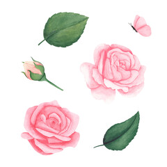 watercolor set of pastel pink peach roses with leaves and butterfly. Watercolor pink roses and green leaves. Hand drawn illustration for greeting cards or wedding invitations