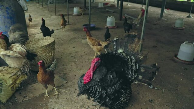 A view of a domestic pompous turkey and chickens in the poultry farm
