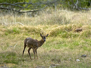 deer in the grass