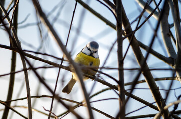 Mésange bleue dans les arbres