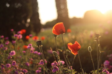 Obraz premium poppies in the field