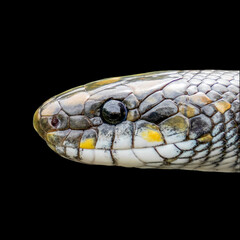 Aescualpian snake (Zamenis longissimus) 