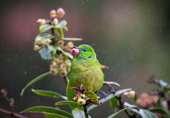 Animal Photos