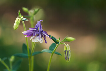 A beautiful blue-and-white aquilegia with a terry blue-white flower against a blurry green garden backdrop. - obrazy, fototapety, plakaty