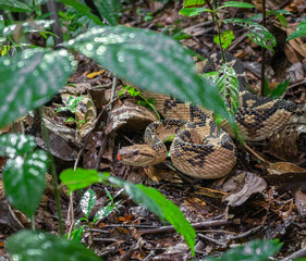 Bushmaster (Lachesis muta) 
